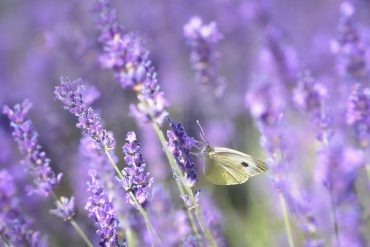 Allergie primaverili e naturopatia