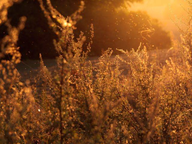 allergie primaverili